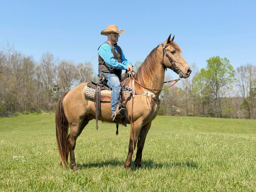 Tennessee Walking Horse Marshall champagne trail gelding smooth gait