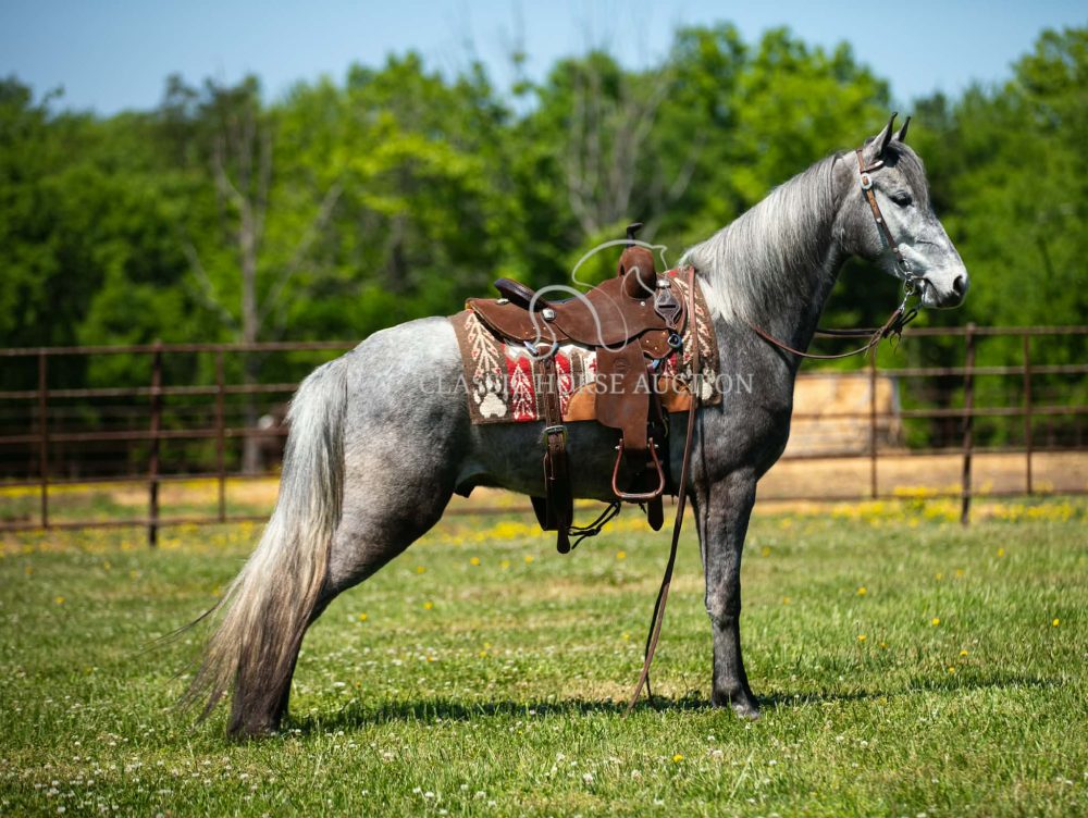 Tennessee Walking Horse Trail Gelding Smooth Gait