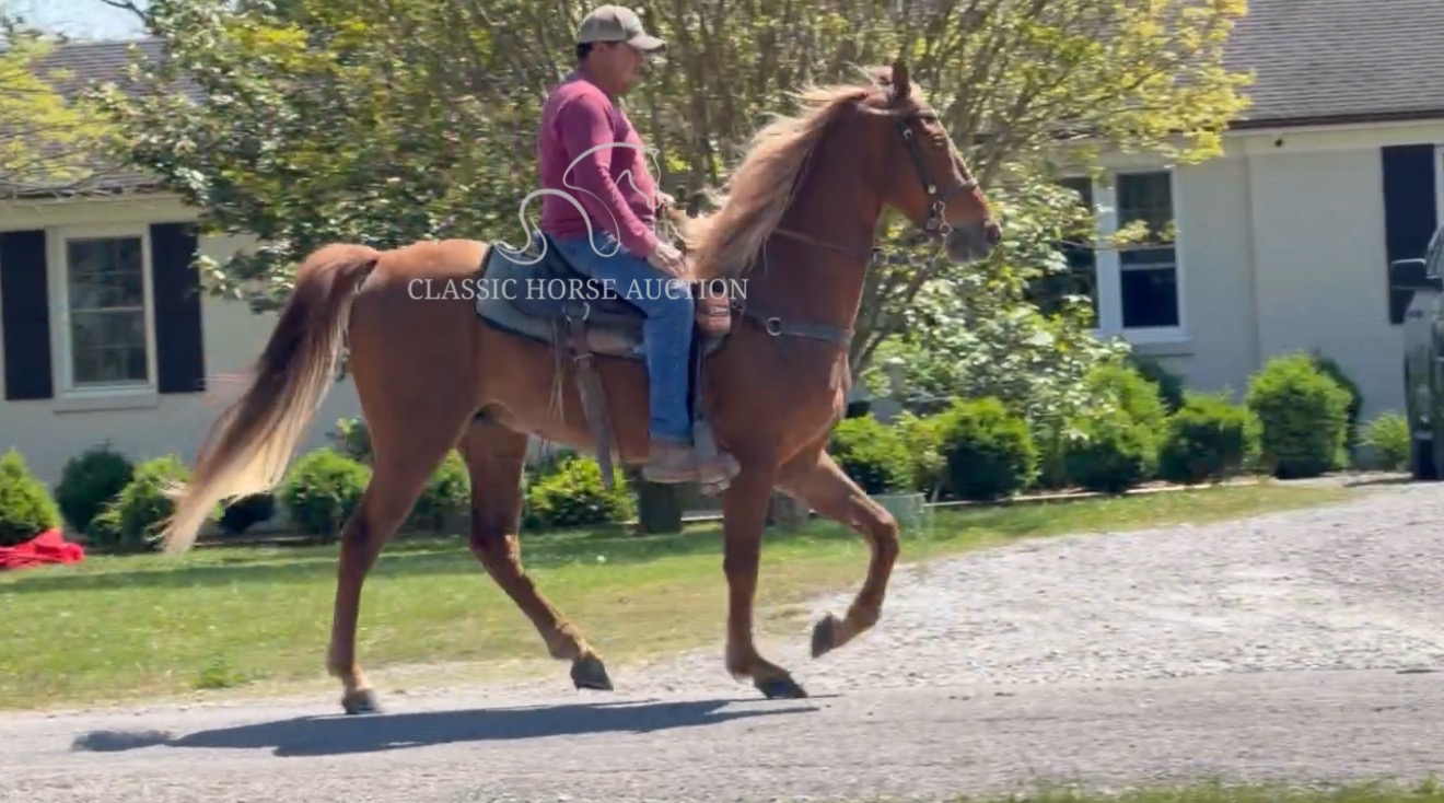 CHARLIE'S ARMED "TN" - Image 7