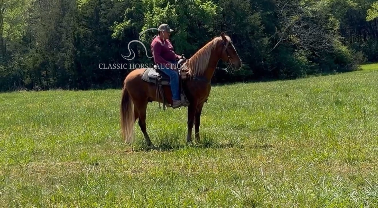 CHARLIE'S ARMED "TN" - Image 8