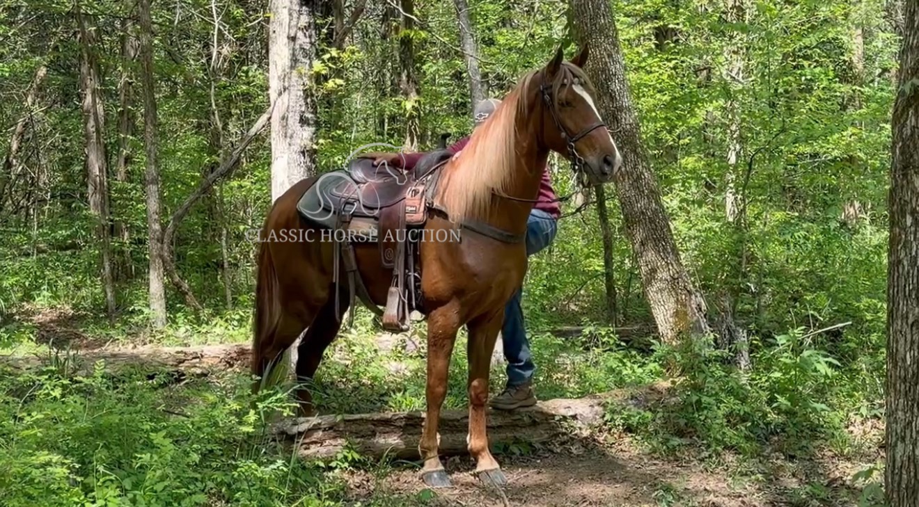 CHARLIE'S ARMED "TN" - Image 9