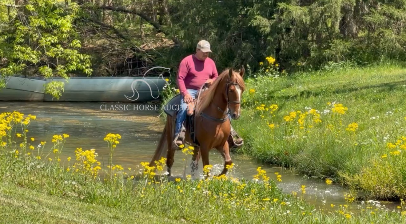 CHARLIE'S ARMED "TN" - Image 10