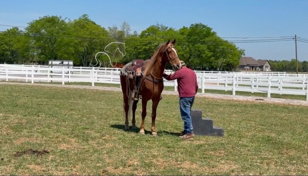 CHARLIE'S ARMED "TN" - Image 11