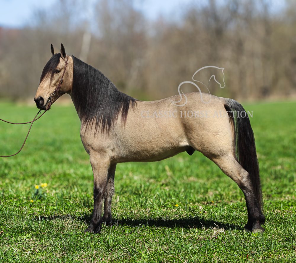 Tennessee Walking Horse for Sale Buckskin Gelding Romeo