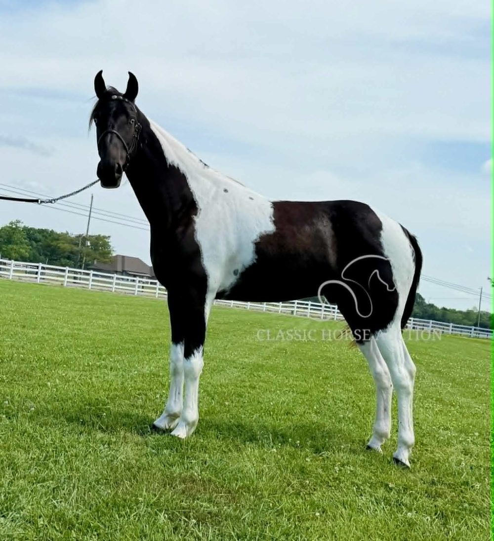 American Gaited Horse for Sale Falcon Gelding
