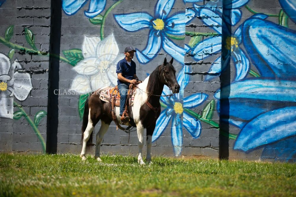 Tennessee Walking Horse for Sale Apache Chief Gelding