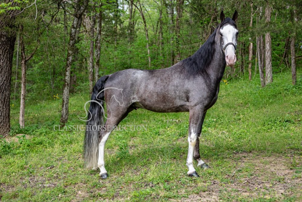 Tennessee Walking Horse for Sale King Of Memphis Roan Gelding