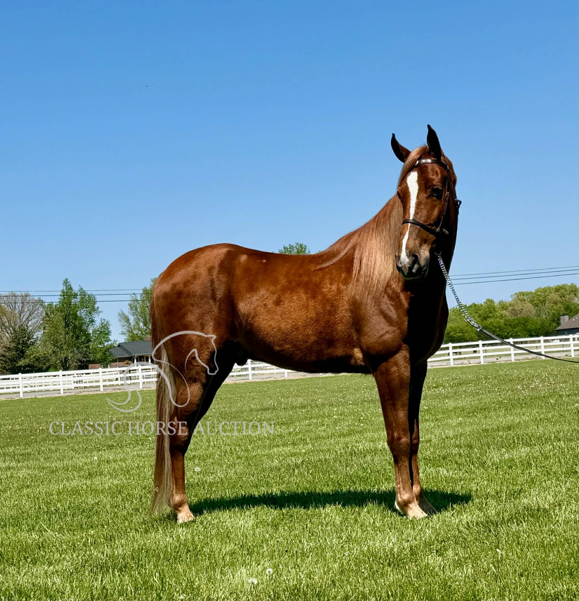 CHARLIE'S ARMED "TN" - Image 3