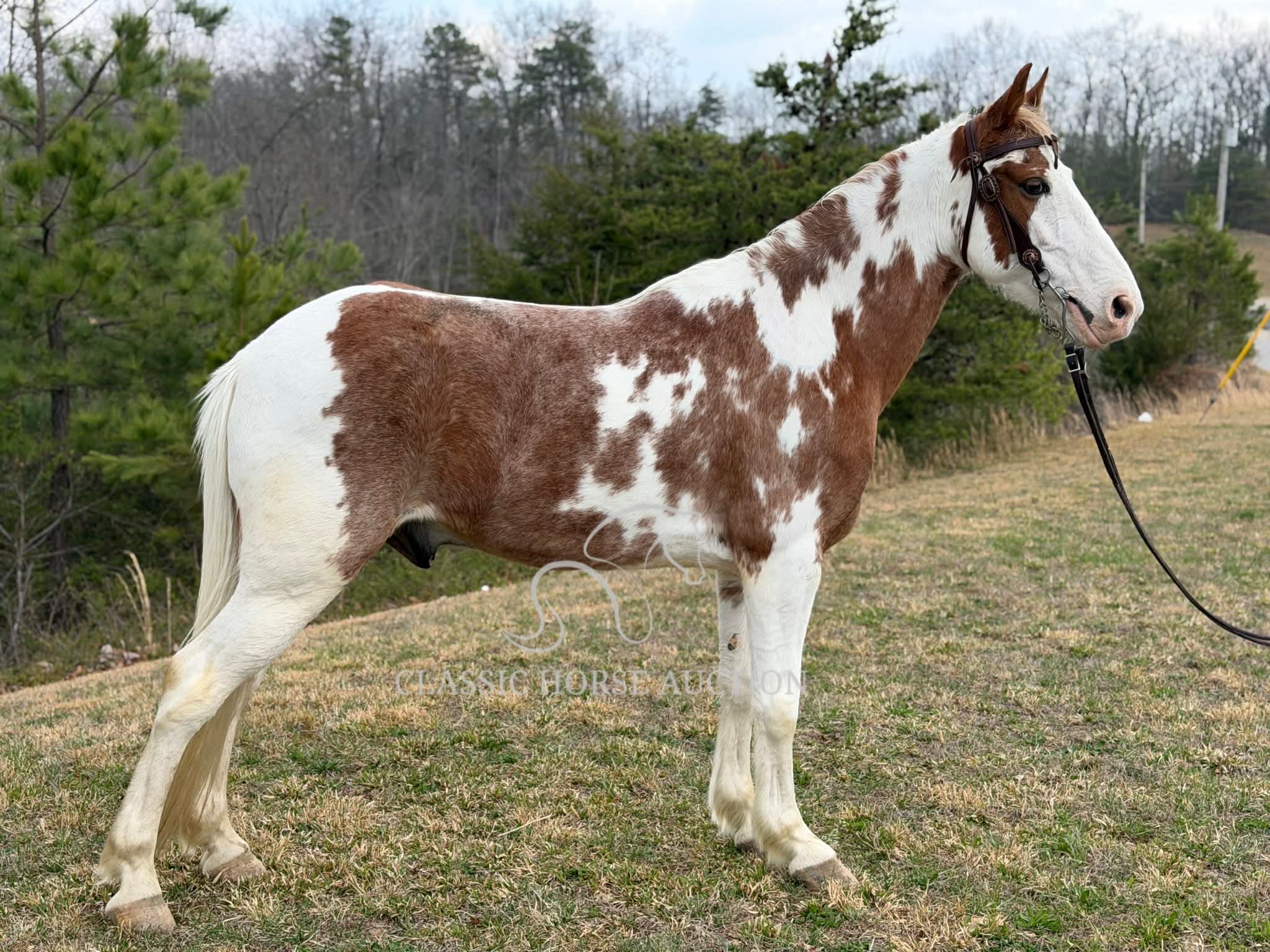 Kentucky Mountain Horse for Sale Tacoma Trail Gelding