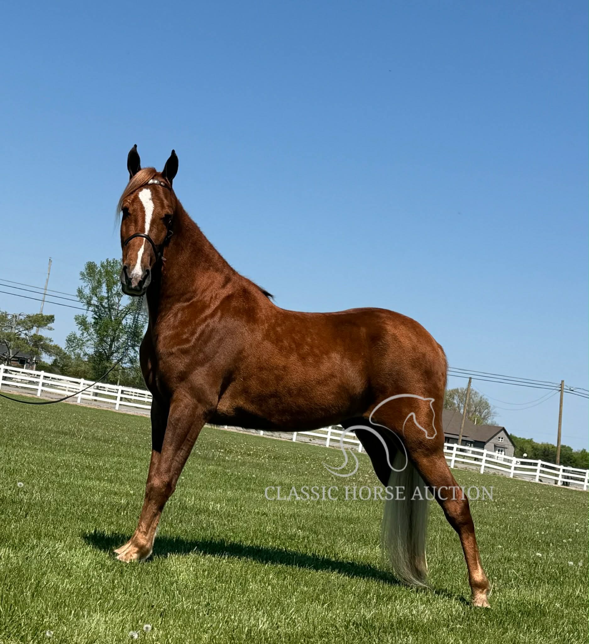 CHARLIE'S ARMED "TN" - Image 4