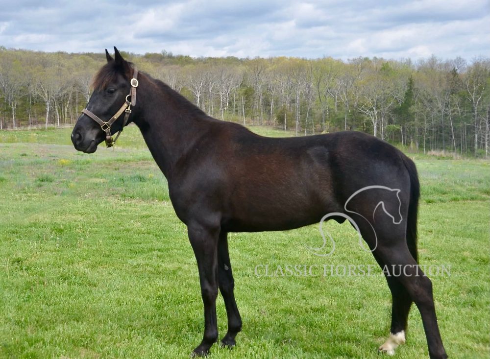 Tennessee Walking Horse for Sale Sam Trail Gelding