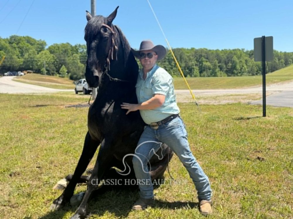 “Blue” is a registered 5 year old Tennessee Walking Horse gelding