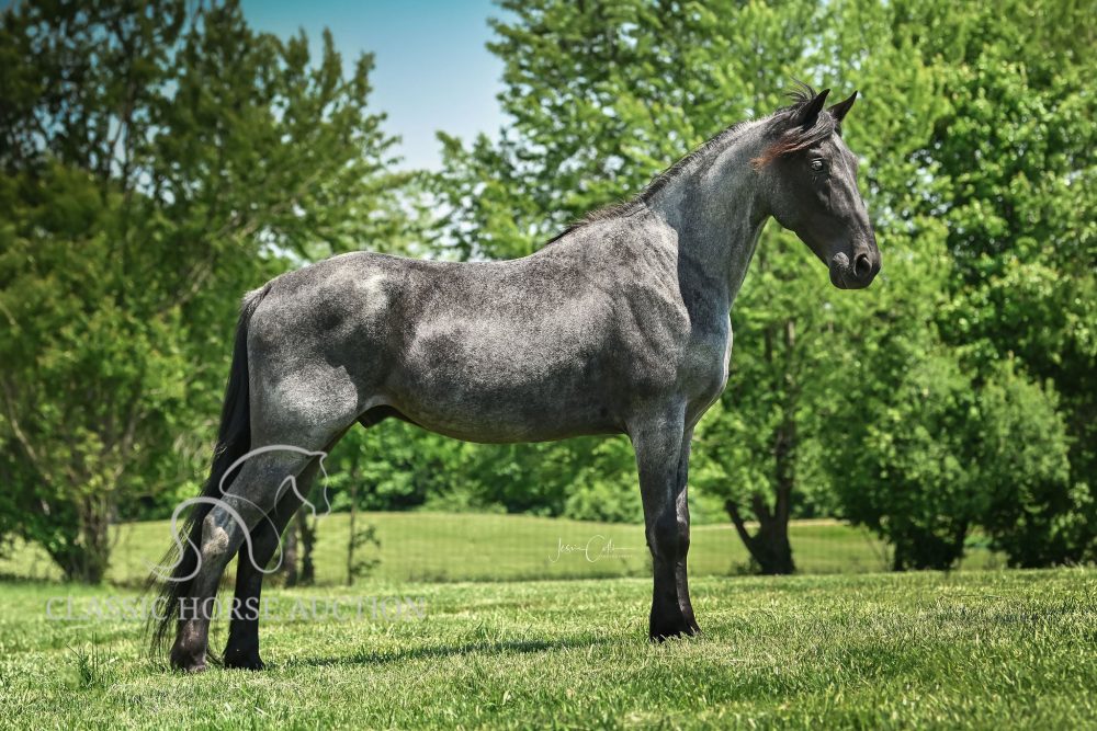 Risky’s Important Prize “RIP” – Trail Deluxe