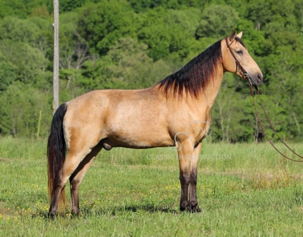 BEAUX STORM "DUSTY"