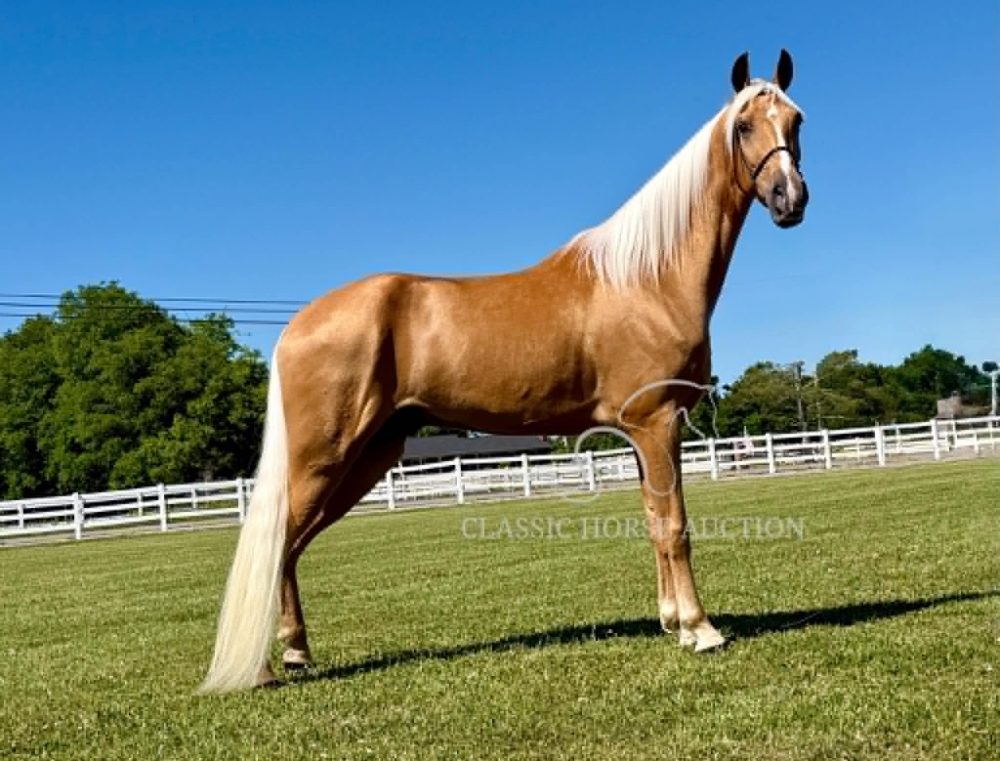 Registered Tennessee Walking Horse for Sale Hollywood Beach Boy