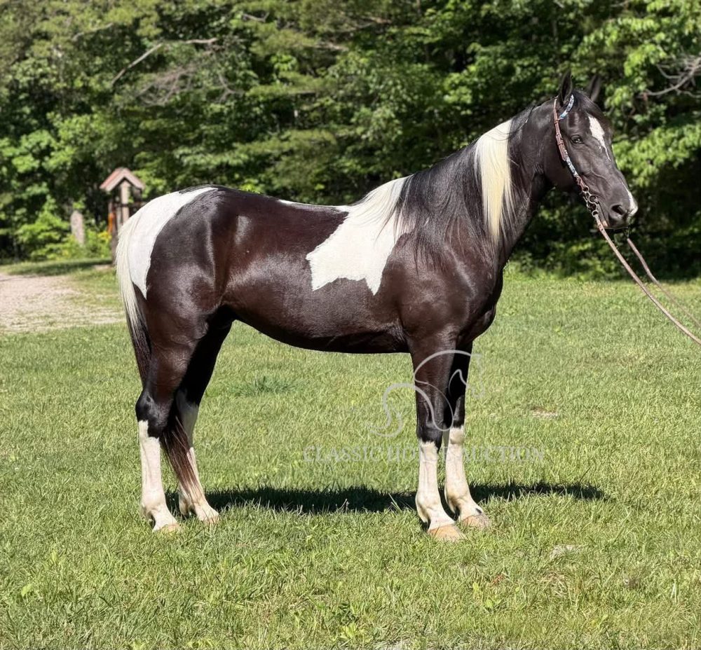 DIEGO