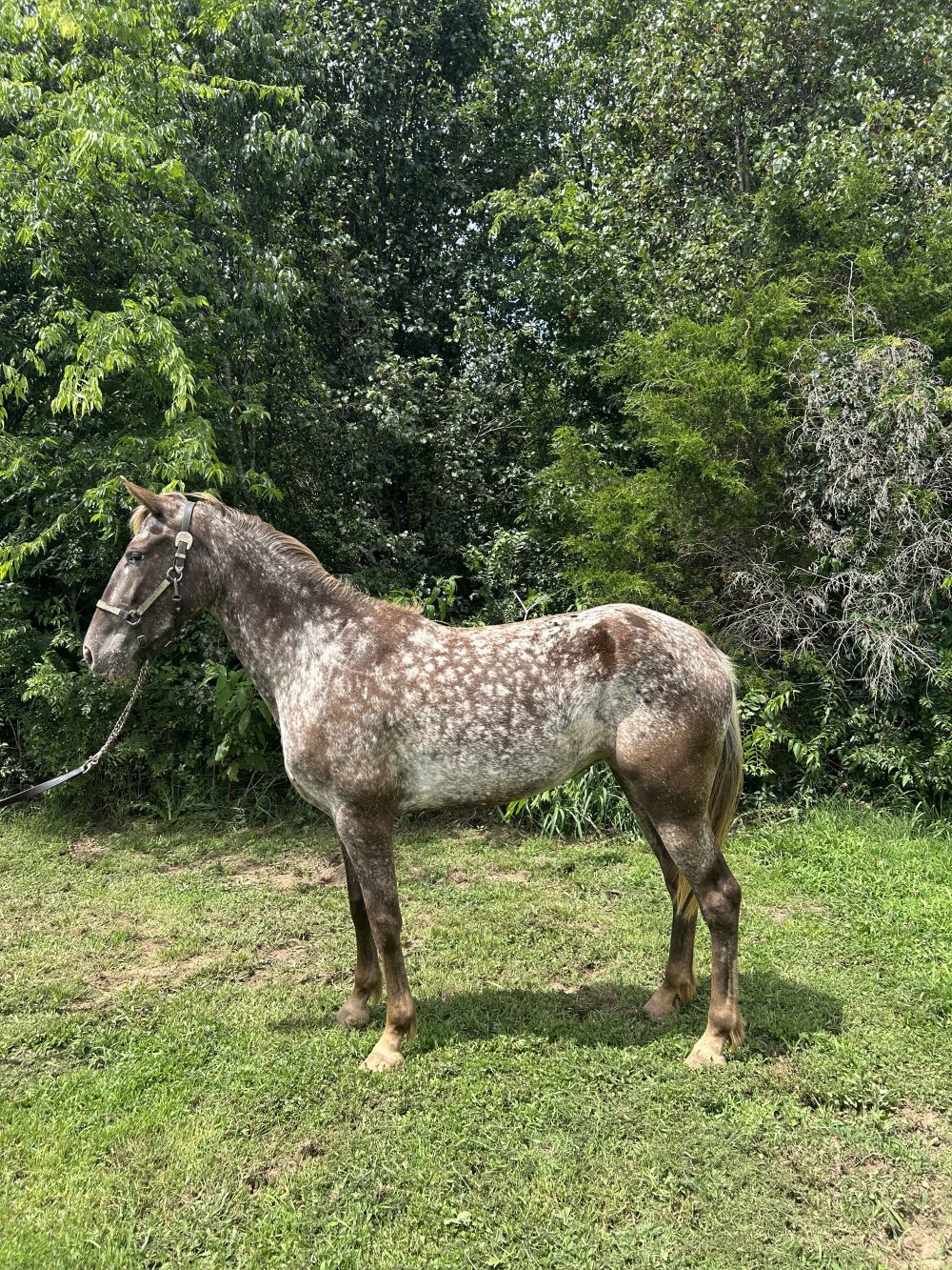 Walkaloosa mare american gaited horse