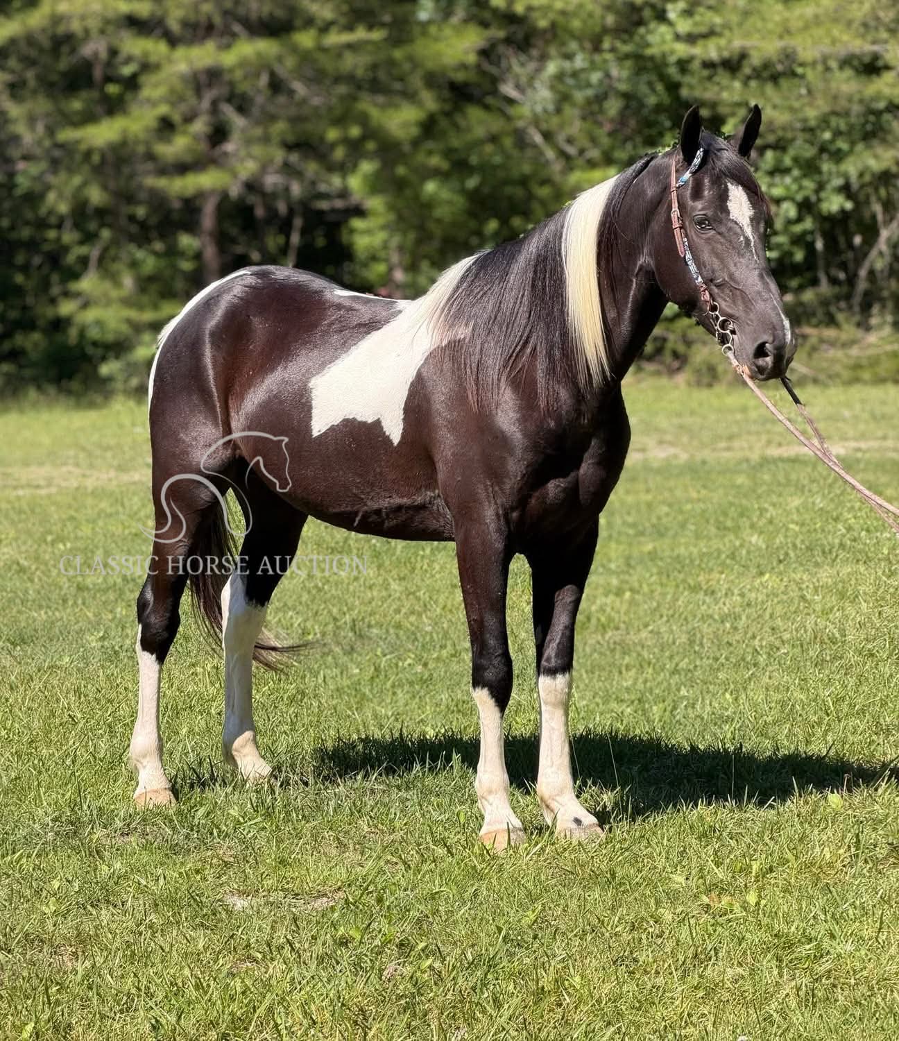 DIEGO - Image 7