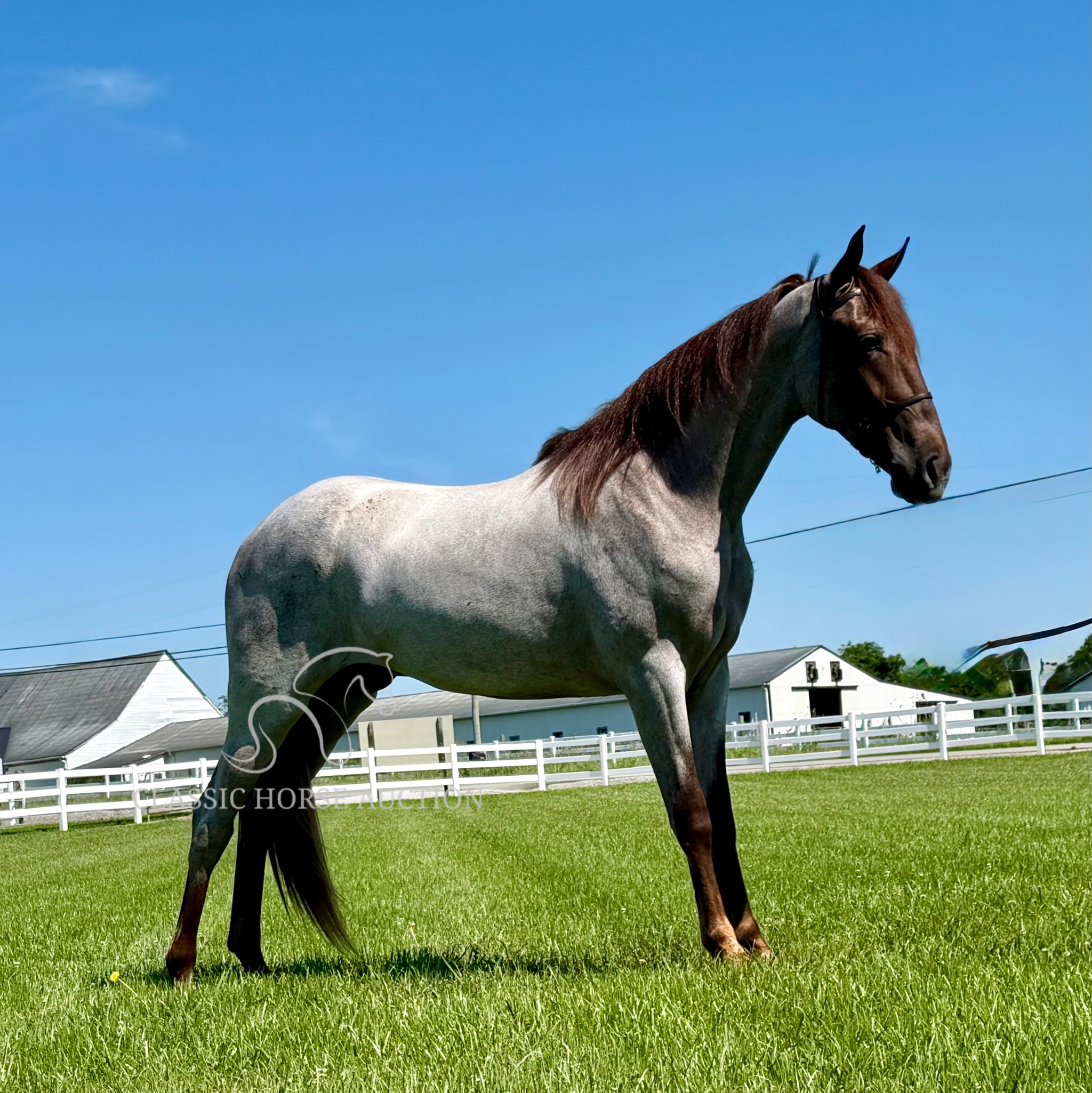 MAJESTIC RED "CINCINNATI" - Image 5