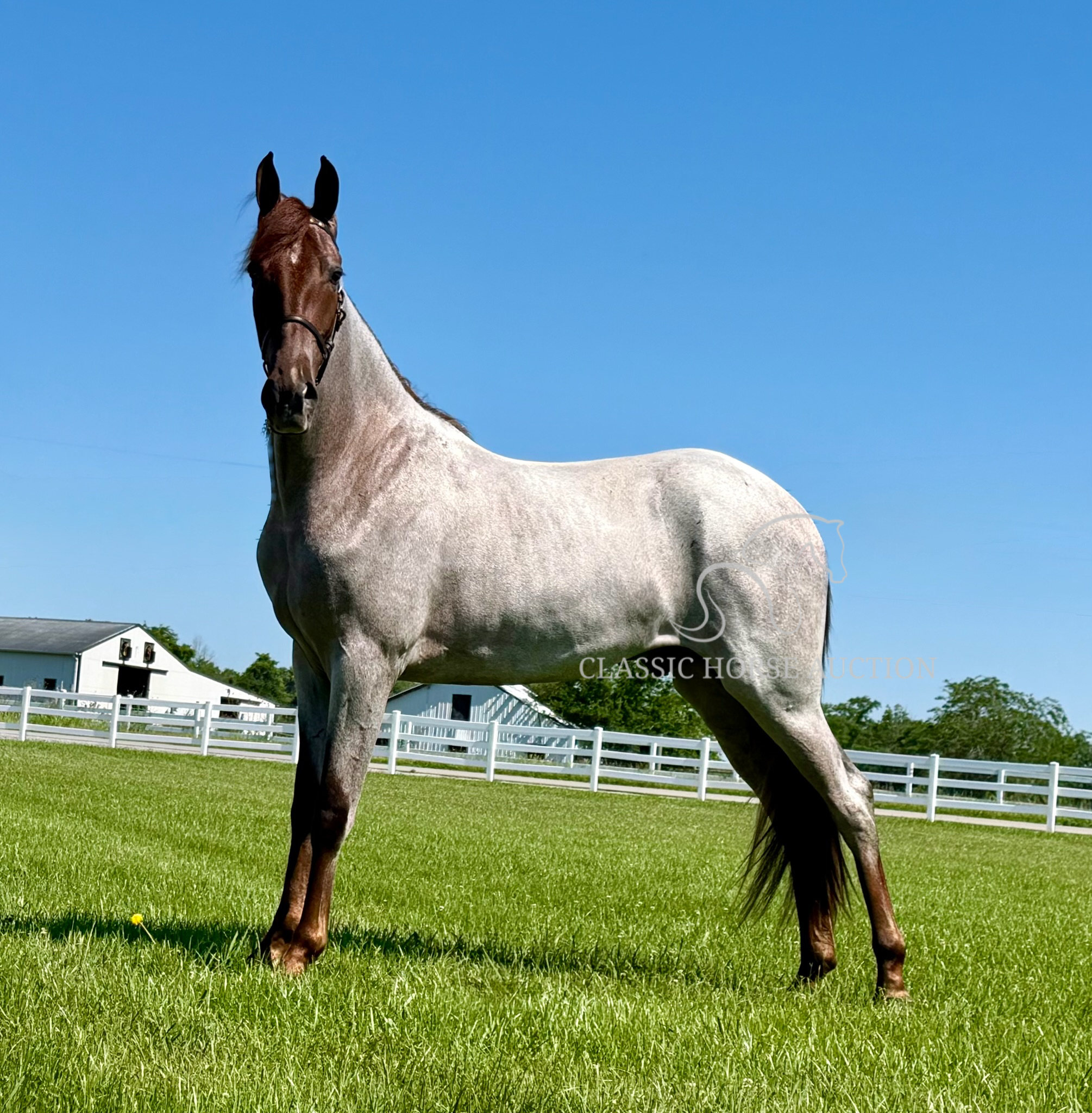 MAJESTIC RED "CINCINNATI" - Image 7