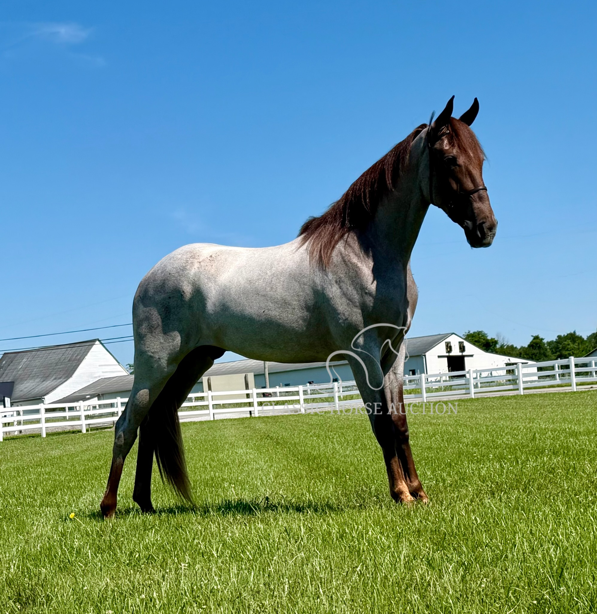 MAJESTIC RED "CINCINNATI" - Image 3