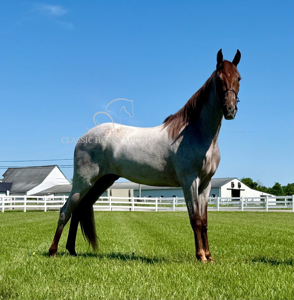 MAJESTIC RED "CINCINNATI"
