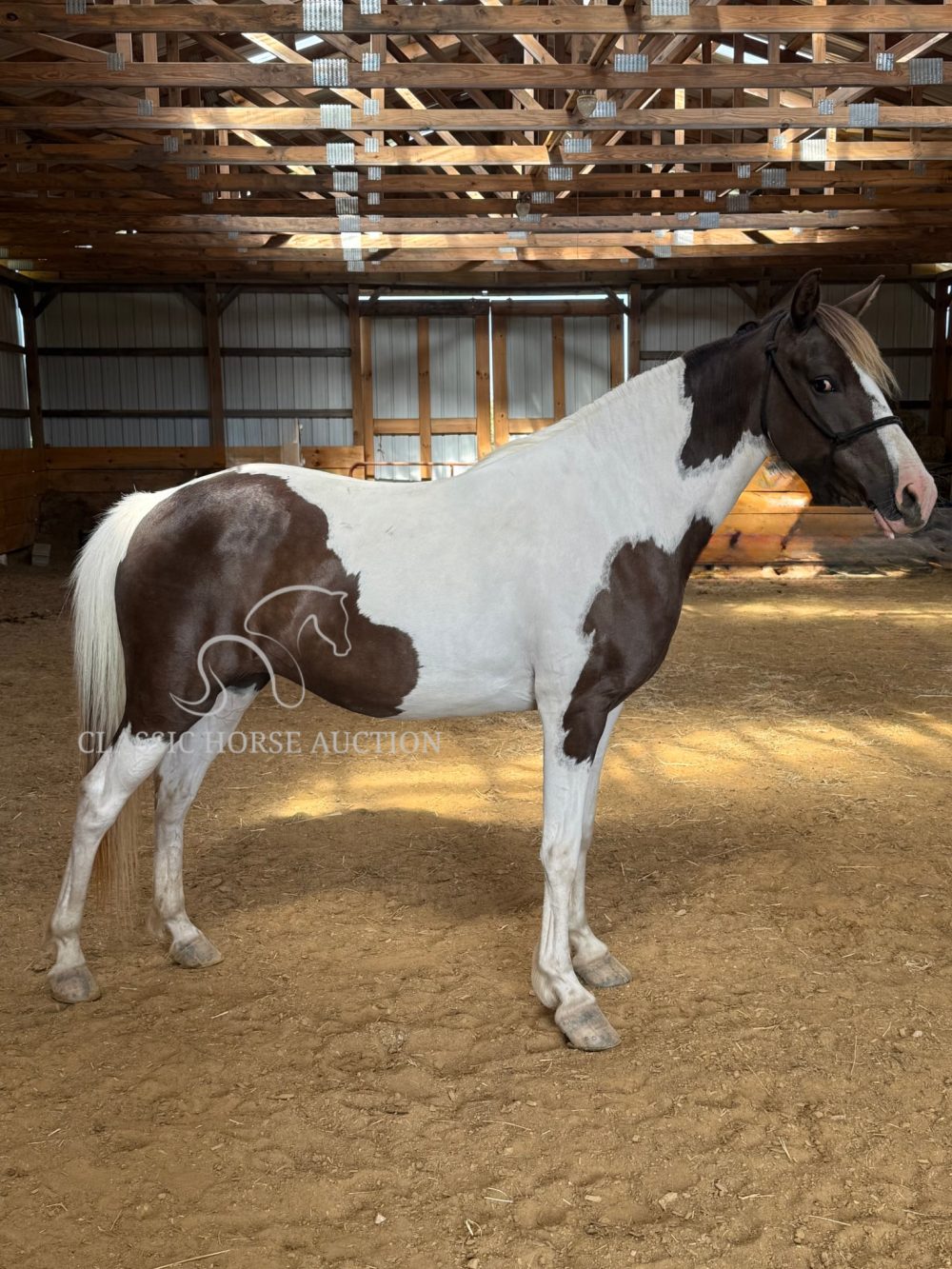 Buttons - Spotted Mountain Horse Mare for Sale