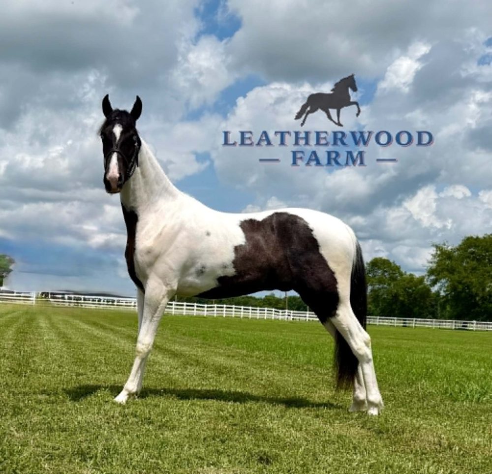 sinatra-registered-american-gaited-horse-gelding.jpg