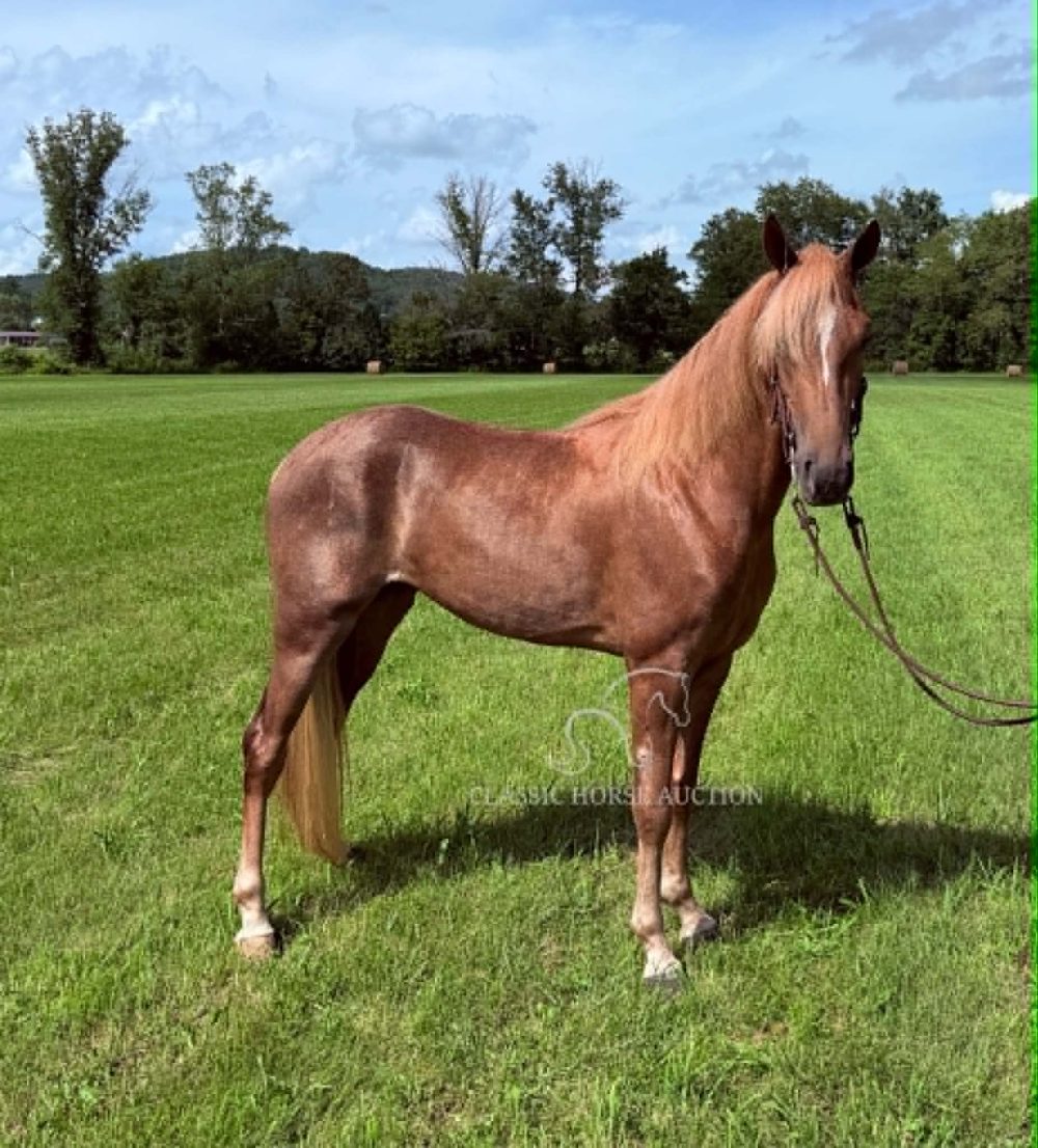 Miss Nebraska, registered Tennessee Walking Horse mare for sale with a smooth gait and trail experience