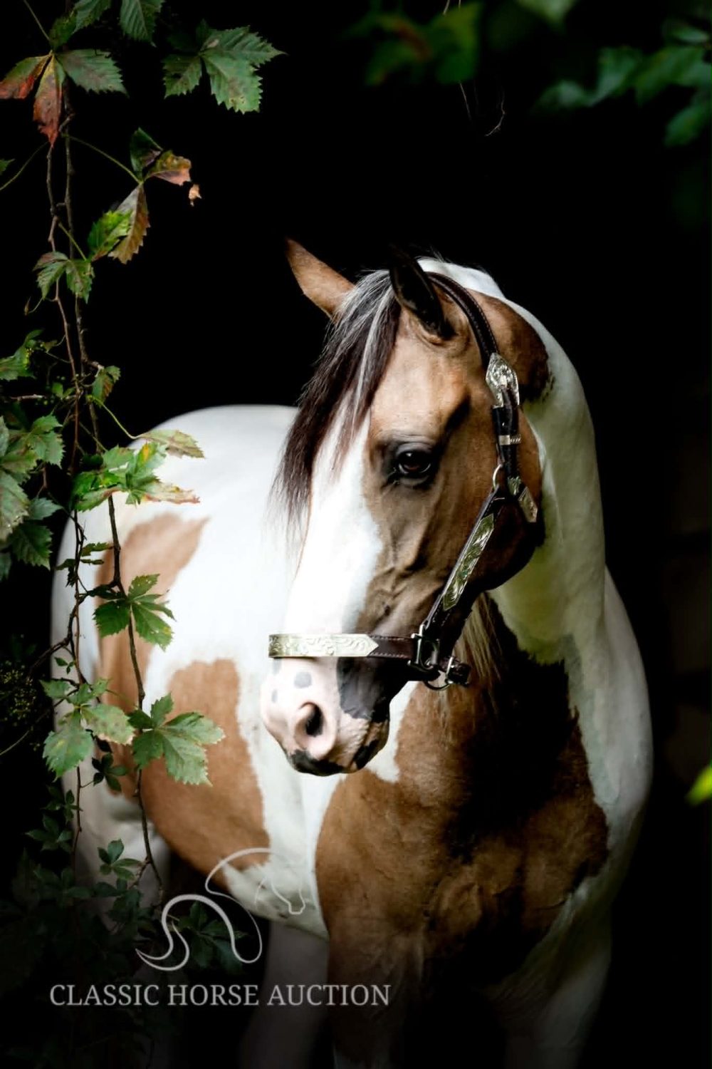 Anaya – Registered Tennessee Walking Horse Mare